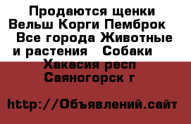 Продаются щенки Вельш Корги Пемброк  - Все города Животные и растения » Собаки   . Хакасия респ.,Саяногорск г.